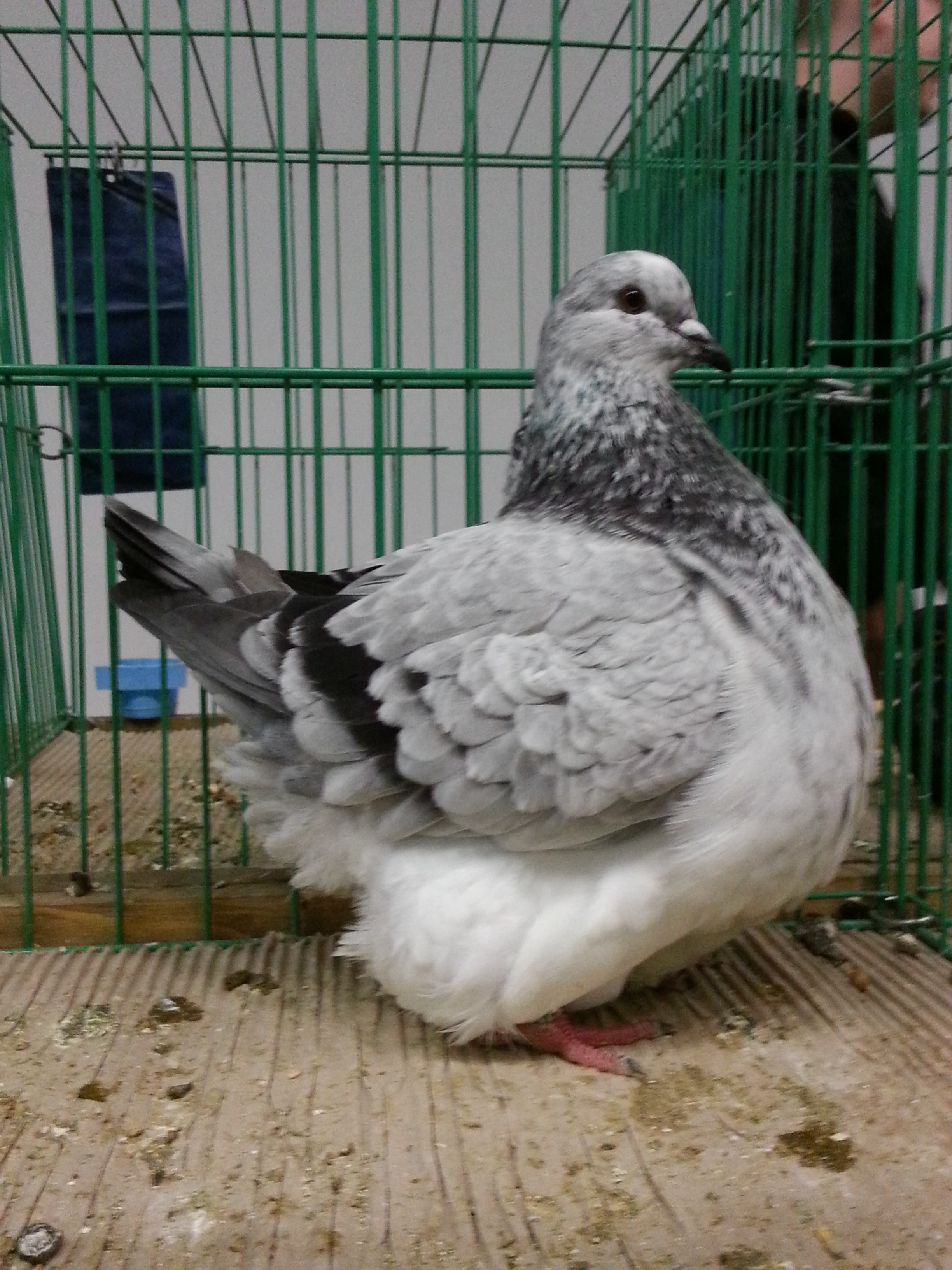 Škoda (neprodejné)